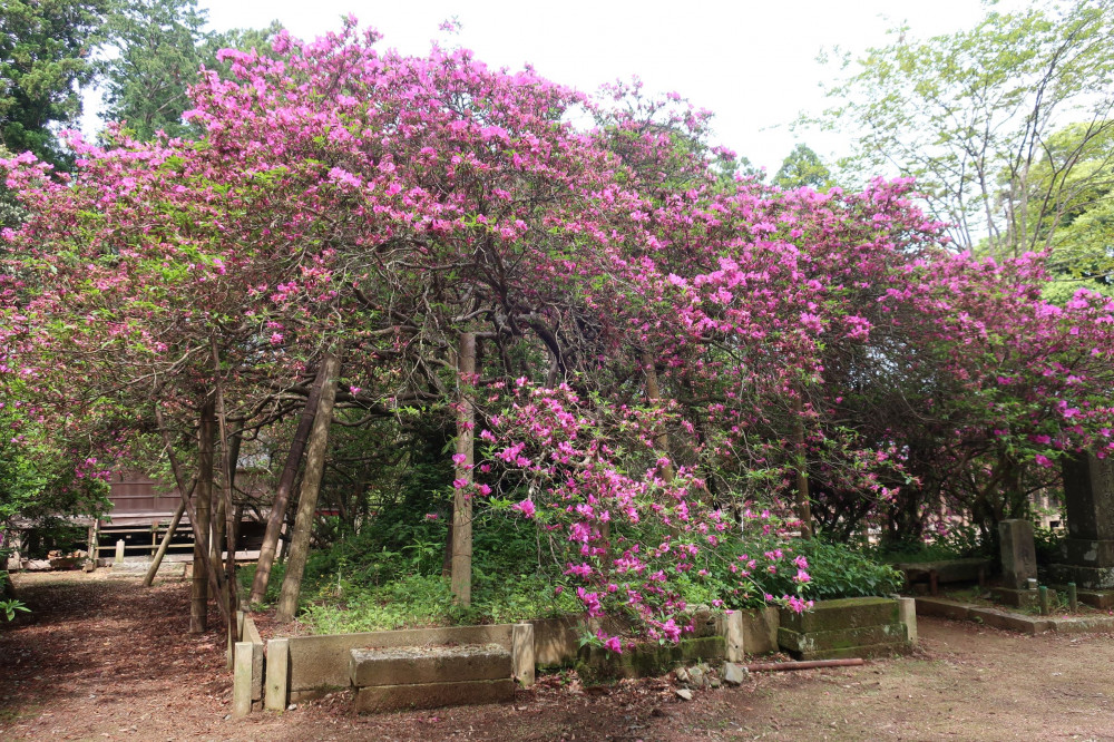 令和4年度 圓實寺の大ツツジ開花状況-つつじ2