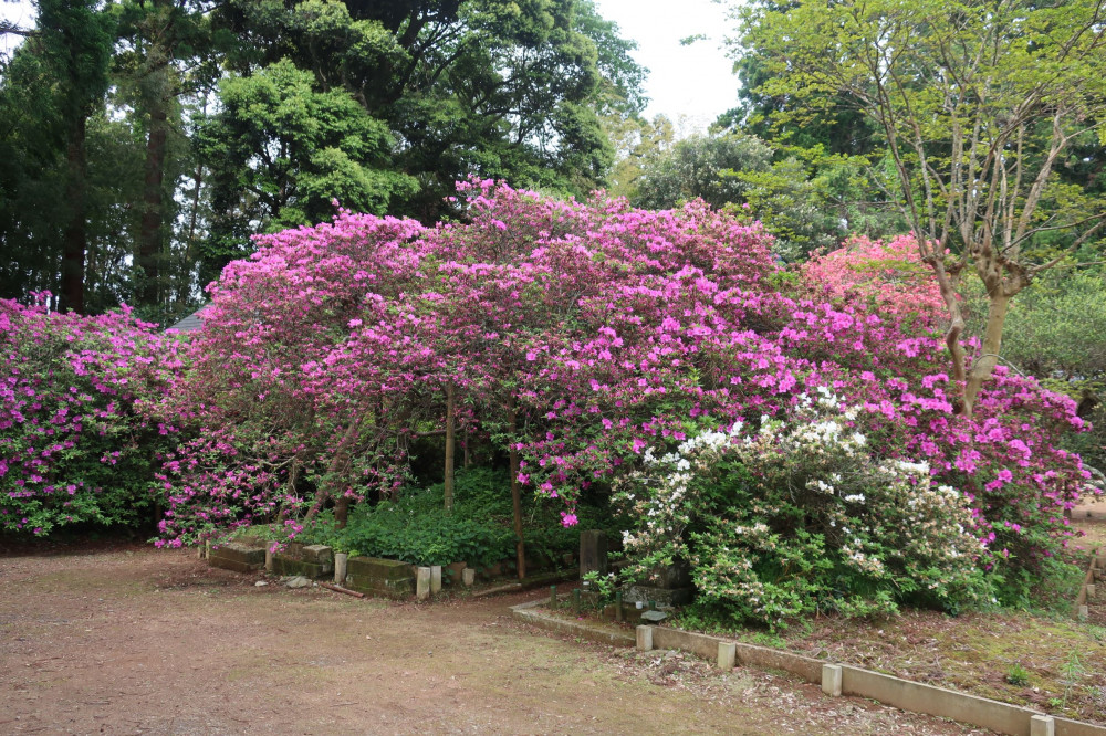 令和4年度 圓實寺の大ツツジ開花状況-つつじ1