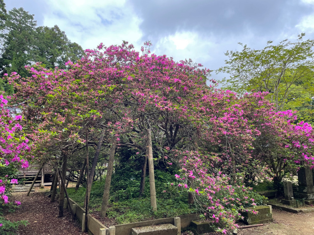 令和4年度 圓實寺の大ツツジ開花状況-2