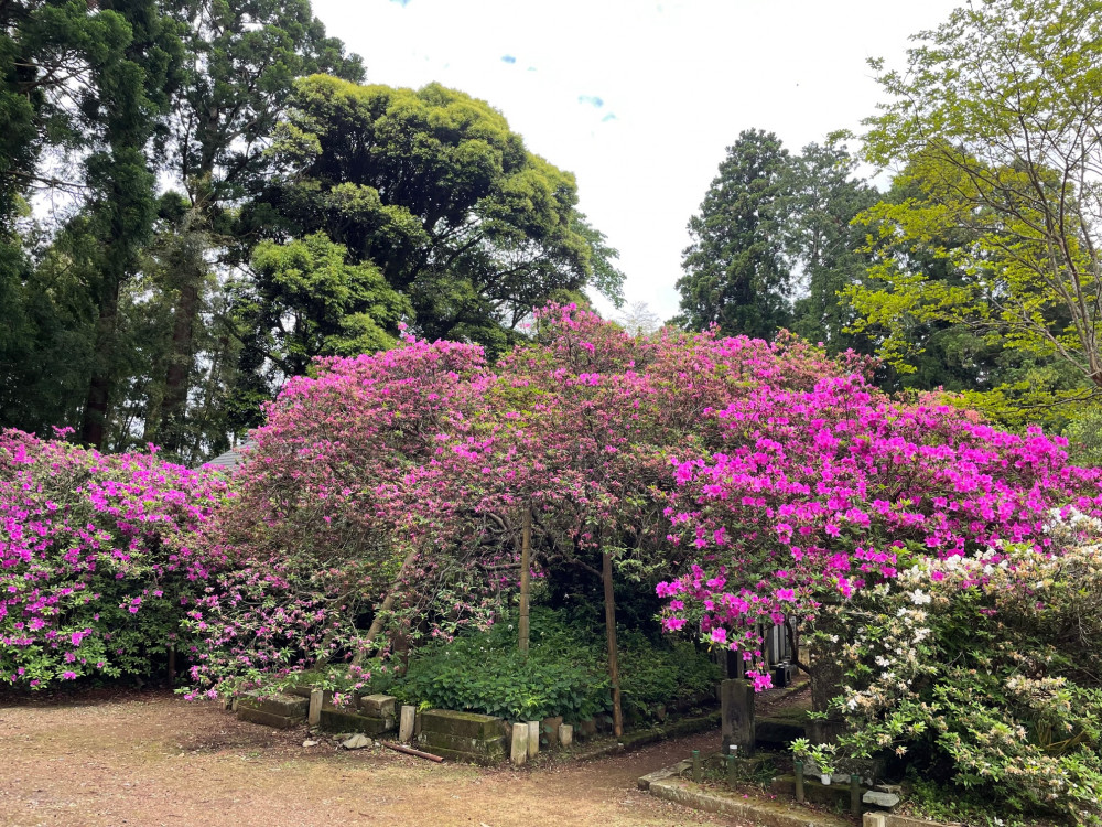 令和4年度 圓實寺の大ツツジ開花状況-1