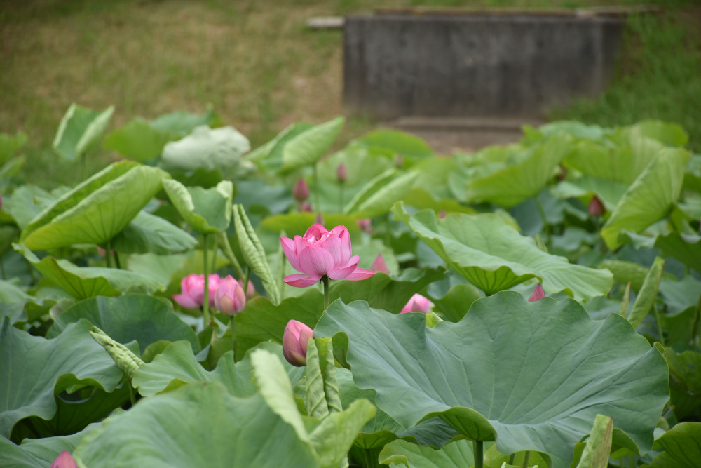 令和4年　飯塚沼農村公園のハス-1