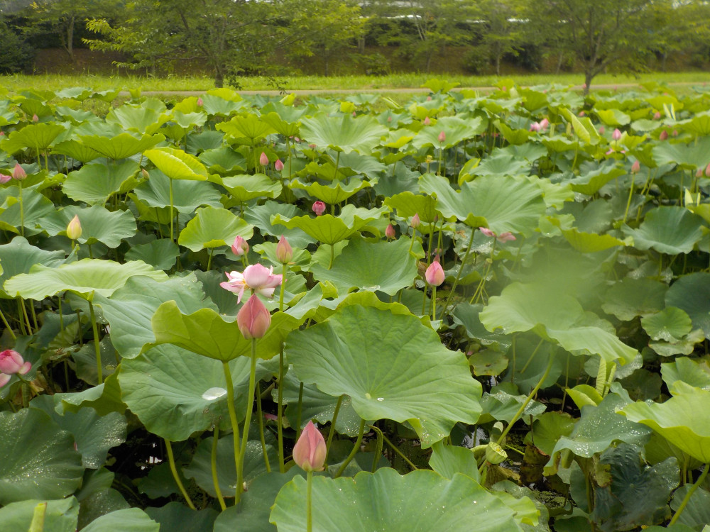 令和4年　飯塚沼農村公園のハス-2