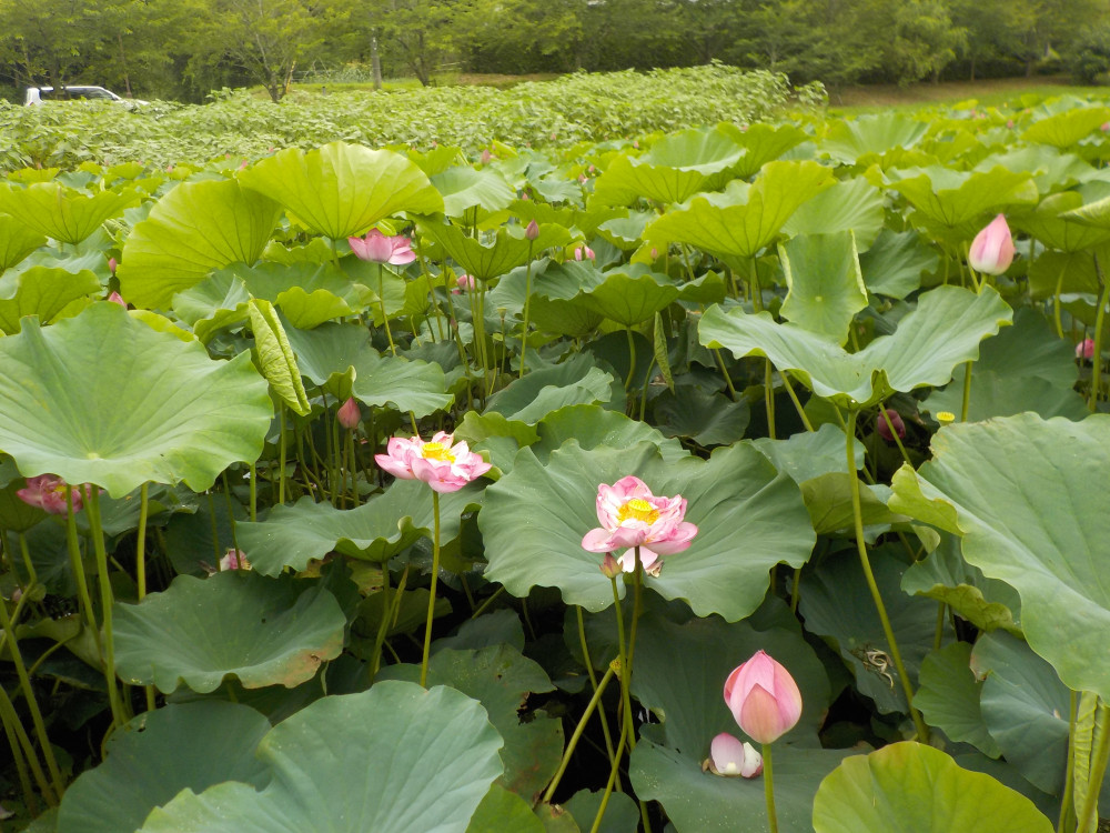 令和4年　飯塚沼農村公園のハス-1