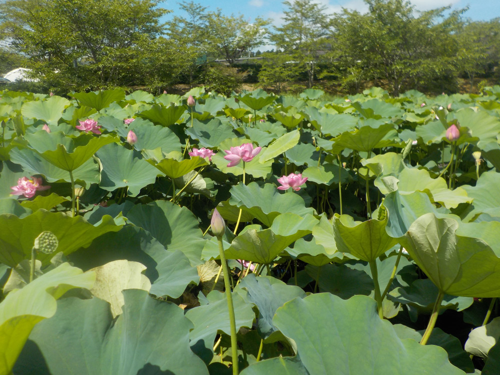 令和4年　飯塚沼農村公園のハス-1