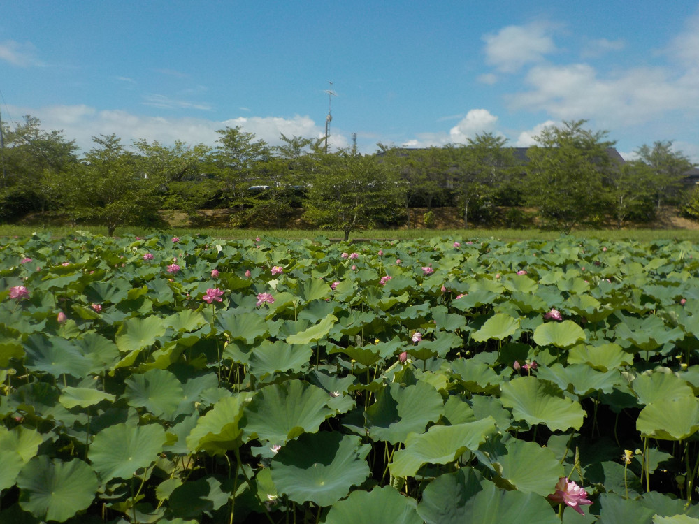 令和4年　飯塚沼農村公園のハス-2