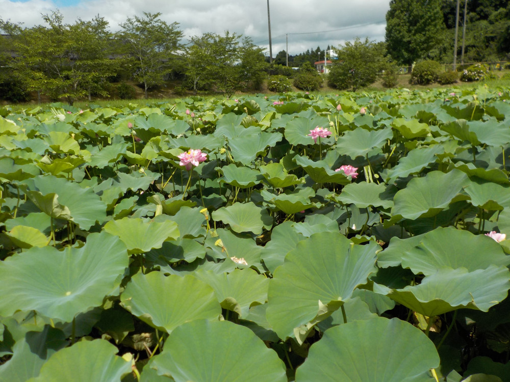 令和4年　飯塚沼農村公園のハス-2