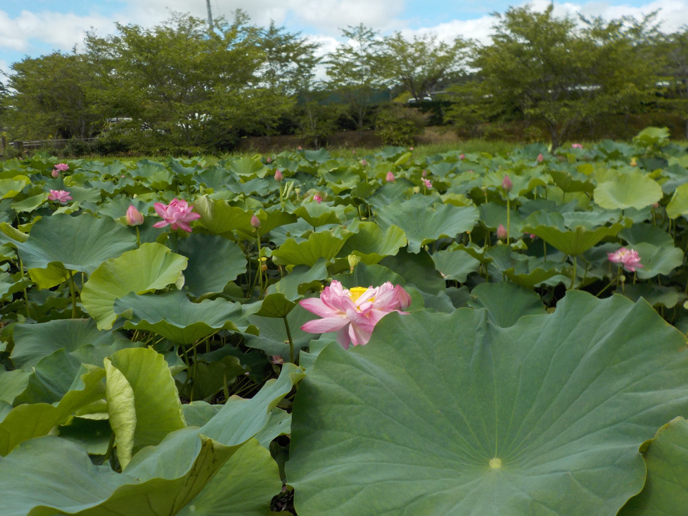 令和4年　飯塚沼農村公園のハス-1