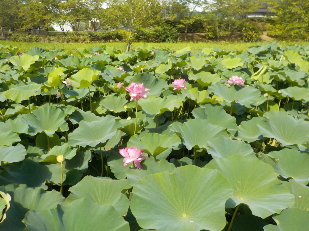 令和4年　飯塚沼農村公園のハス-2