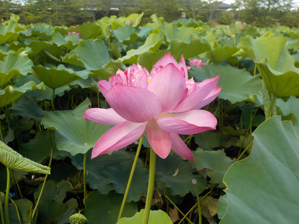 令和4年　飯塚沼農村公園のハス-1