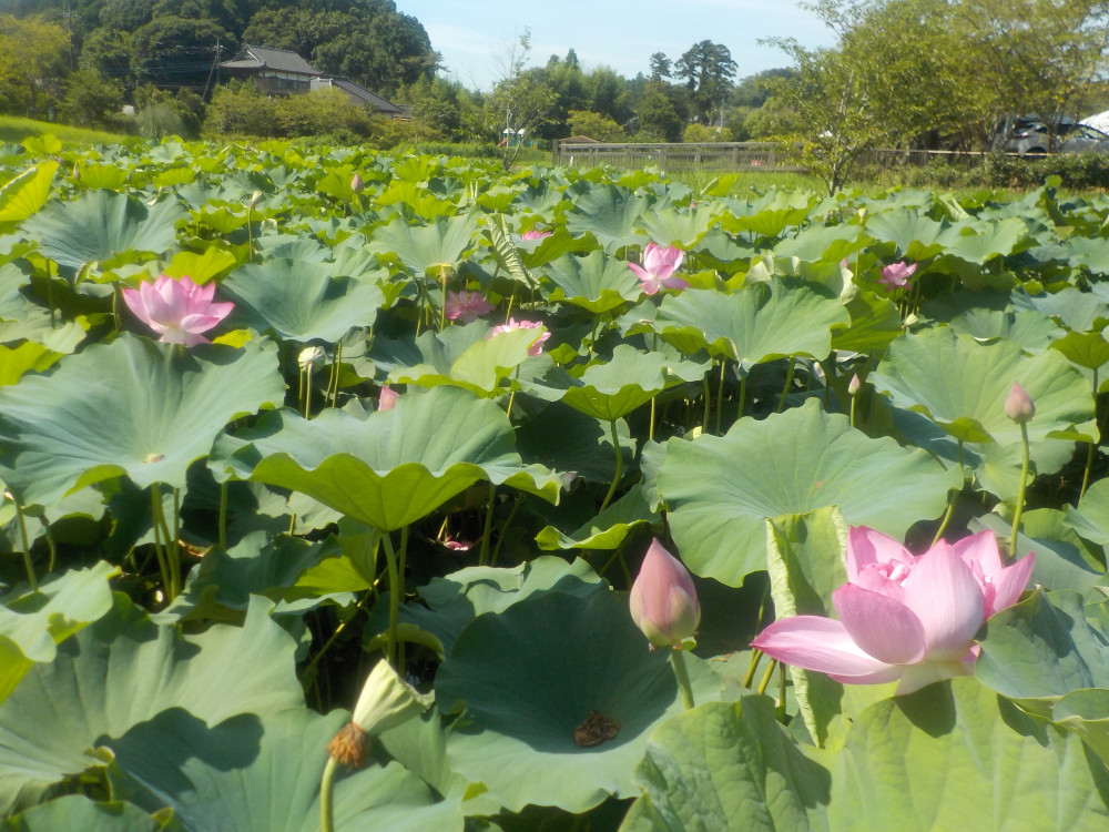 令和4年　飯塚沼農村公園のハス-2