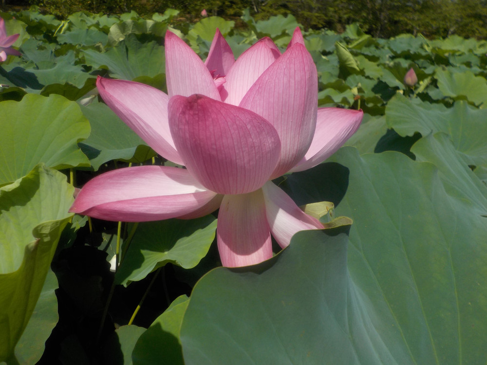 令和4年　飯塚沼農村公園のハス-1