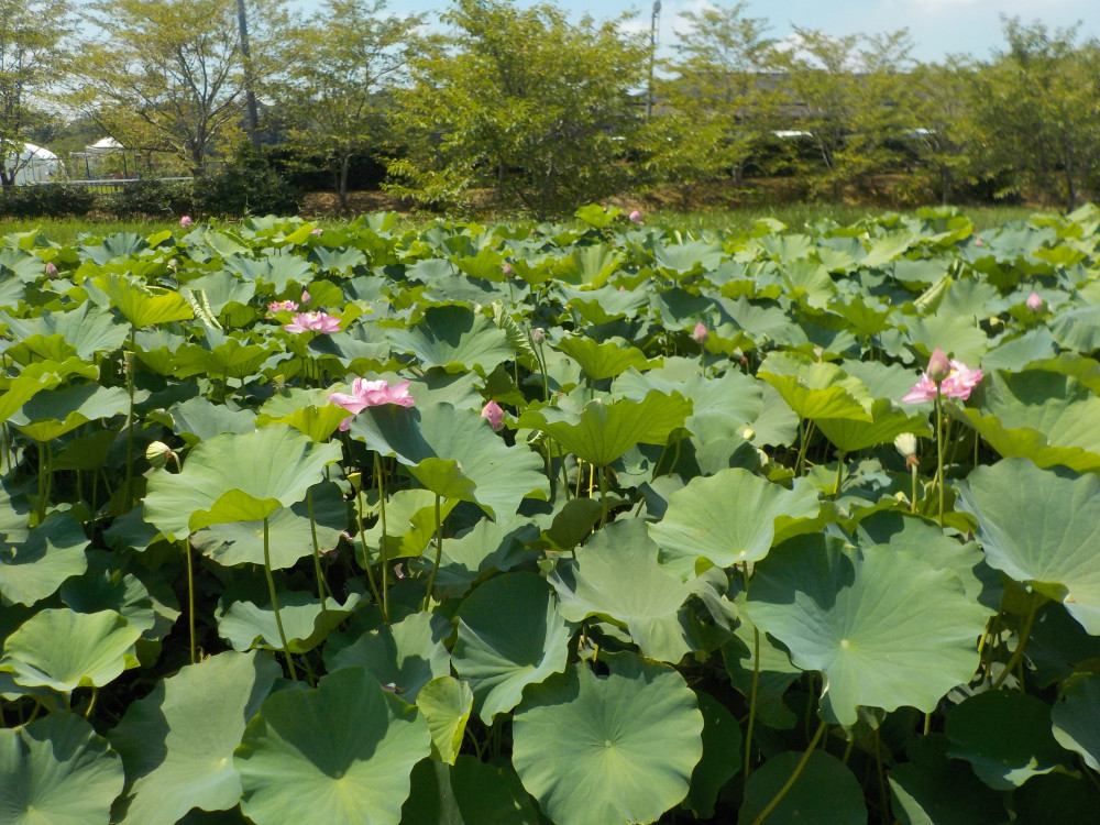 令和4年　飯塚沼農村公園のハス-2