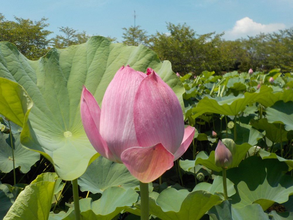 令和4年　飯塚沼農村公園のハス-1