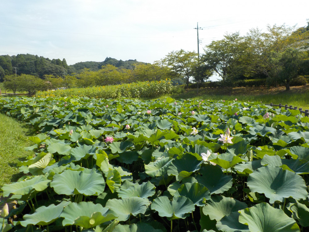 令和4年　飯塚沼農村公園のハス-2