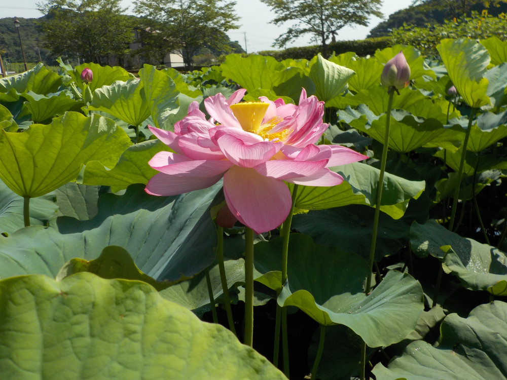 令和4年　飯塚沼農村公園のハス-1