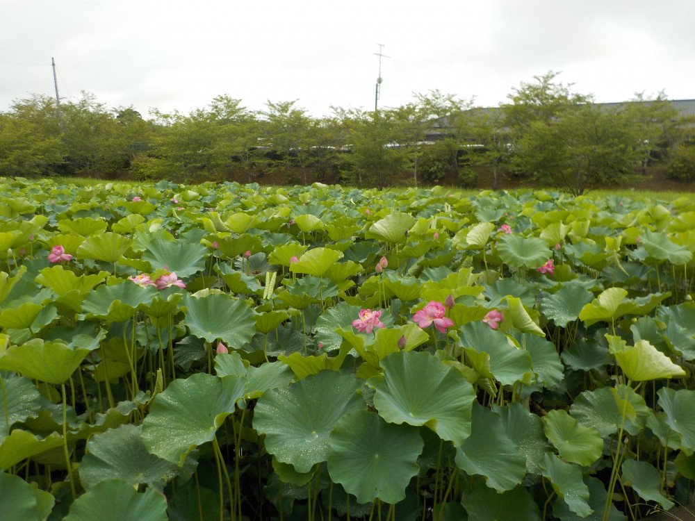 令和4年　飯塚沼農村公園のハス-2