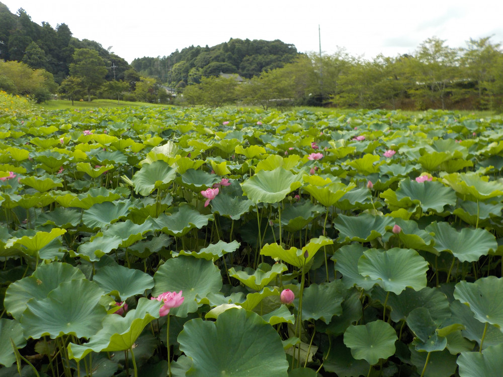 令和4年　飯塚沼農村公園のハス-2