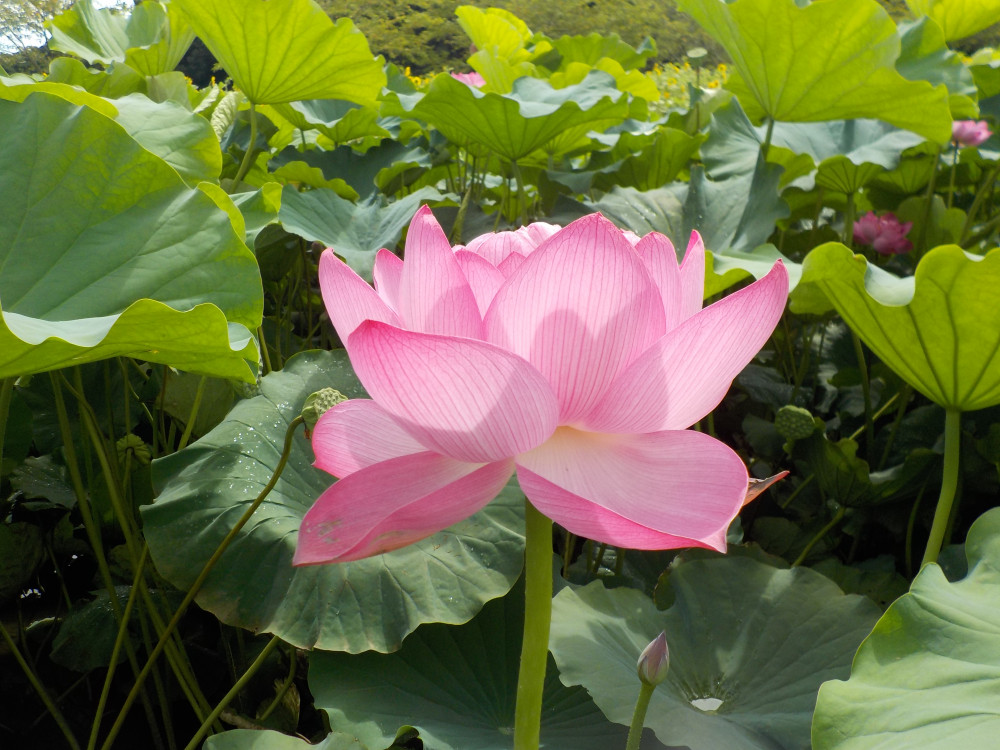 令和4年　飯塚沼農村公園のハス-1