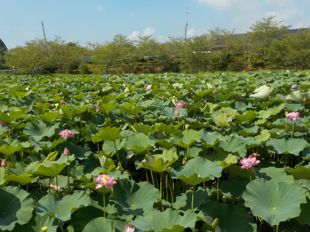 令和4年　飯塚沼農村公園のハス-2