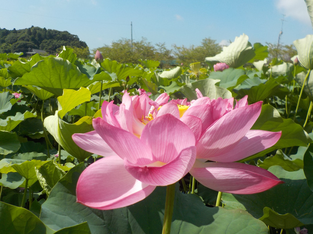 令和4年　飯塚沼農村公園のハス-1