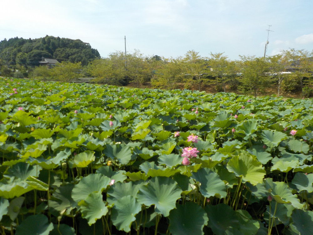 令和4年　飯塚沼農村公園のハス-2