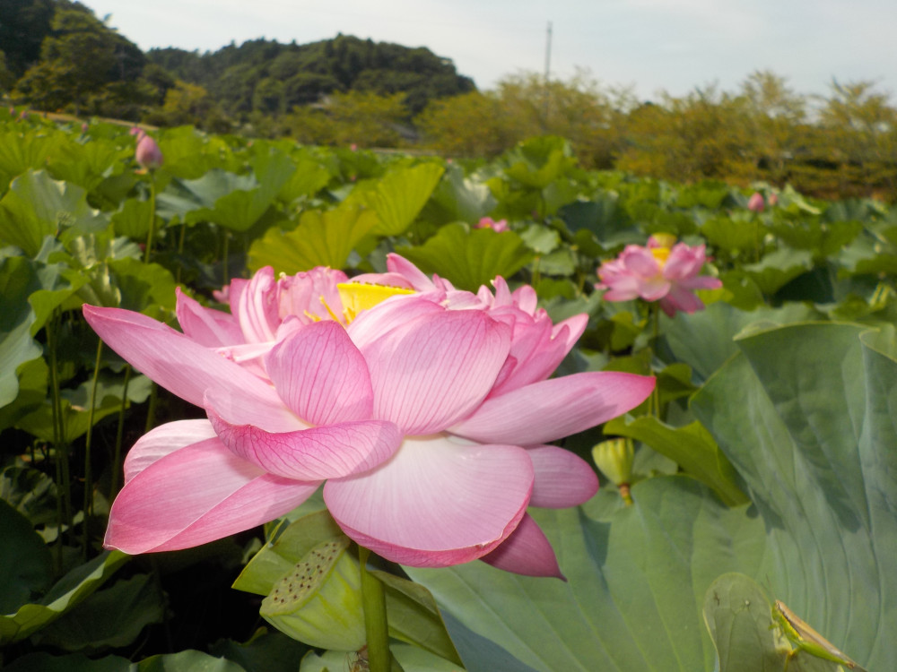 令和4年　飯塚沼農村公園のハス-1