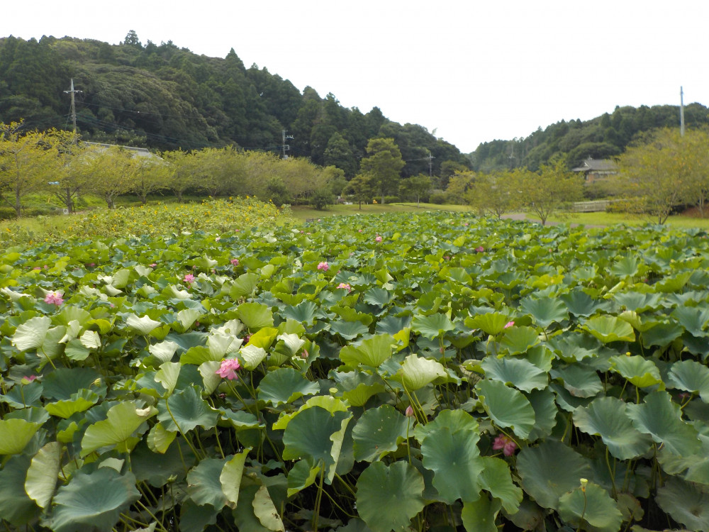 令和4年　飯塚沼農村公園のハス-2