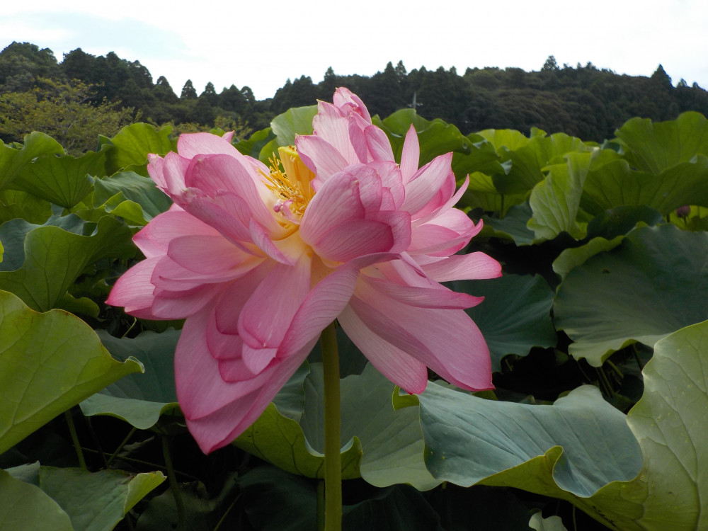 令和4年　飯塚沼農村公園のハス-1