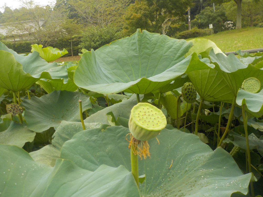 令和4年　飯塚沼農村公園のハス-1