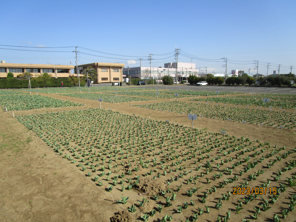 令和5年 のさか花の広場チューリップ開花情報-のさかチューリップ_3月15日（水曜日）