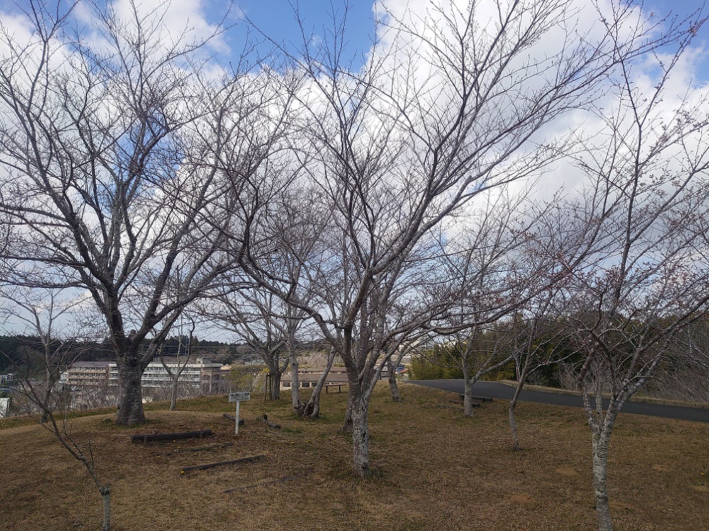 令和5年 天神山公園桜開花情報-3月16日 天神山公園桜1