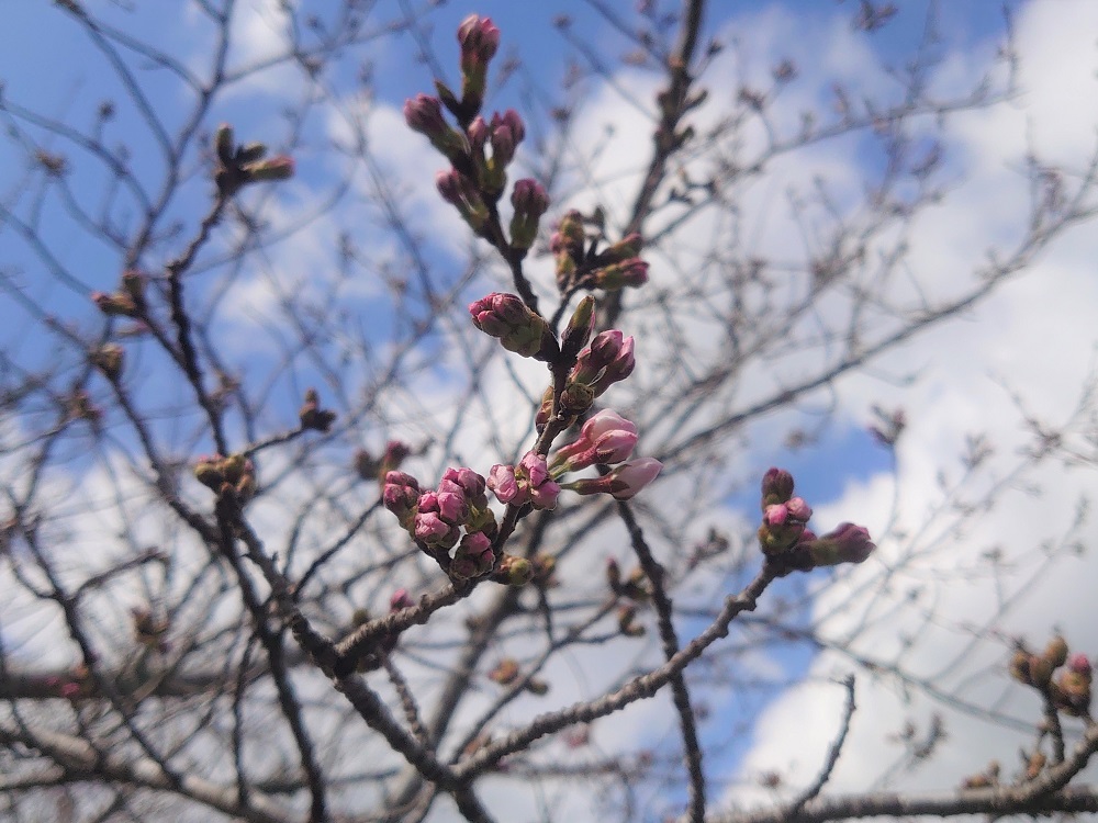 令和5年 天神山公園桜開花情報-3月16日 天神山公園桜2