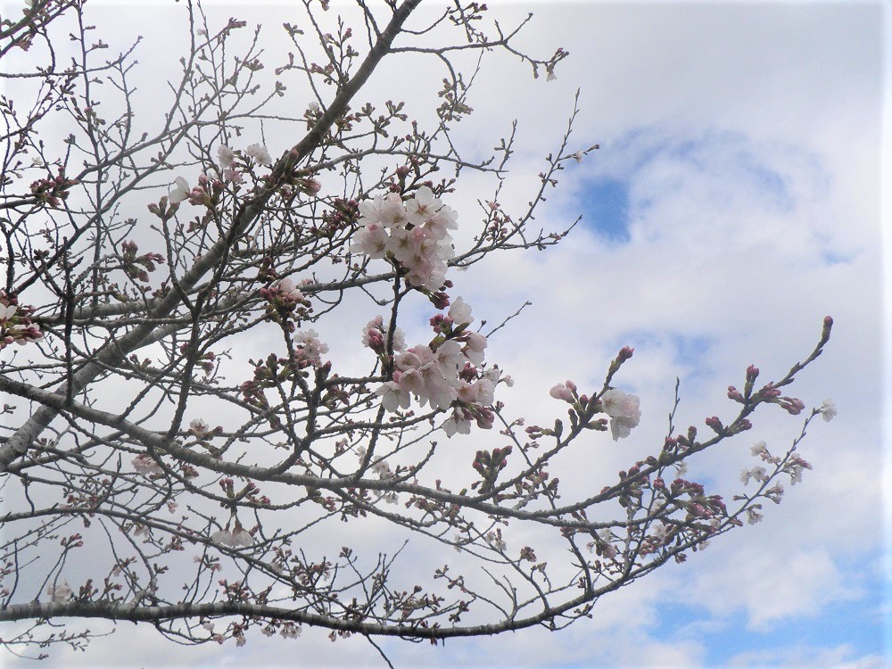 令和5年 天神山公園桜開花情報- 3月20日 天神山公園桜2