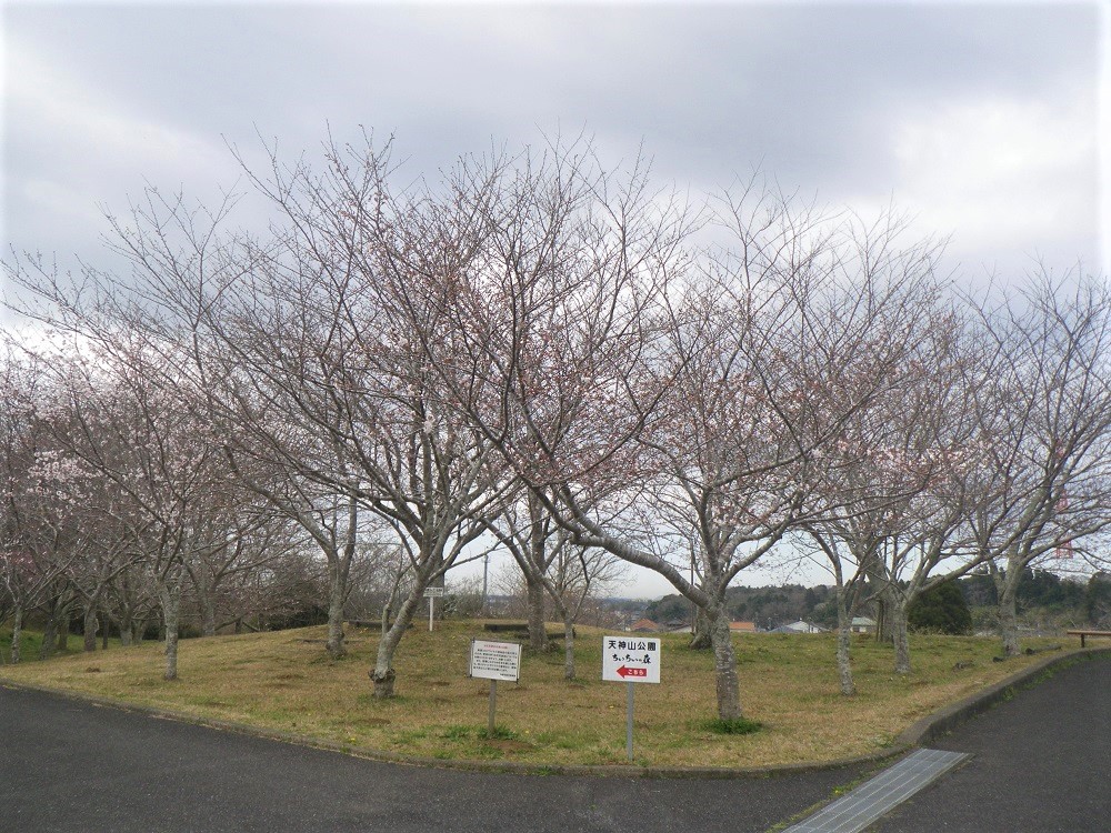 令和5年 天神山公園桜開花情報- 3月20日 天神山公園桜1