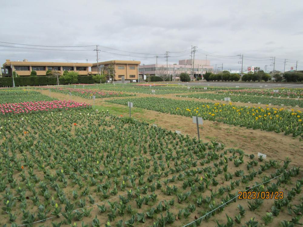 令和5年 のさか花の広場チューリップ開花情報-のさかチューリップ_3月23日（木曜日）