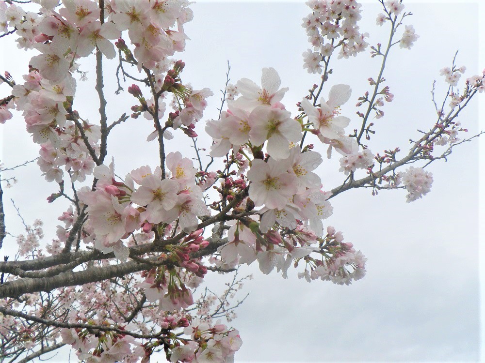 令和5年 天神山公園桜開花情報-3月23日 天神山公園桜2
