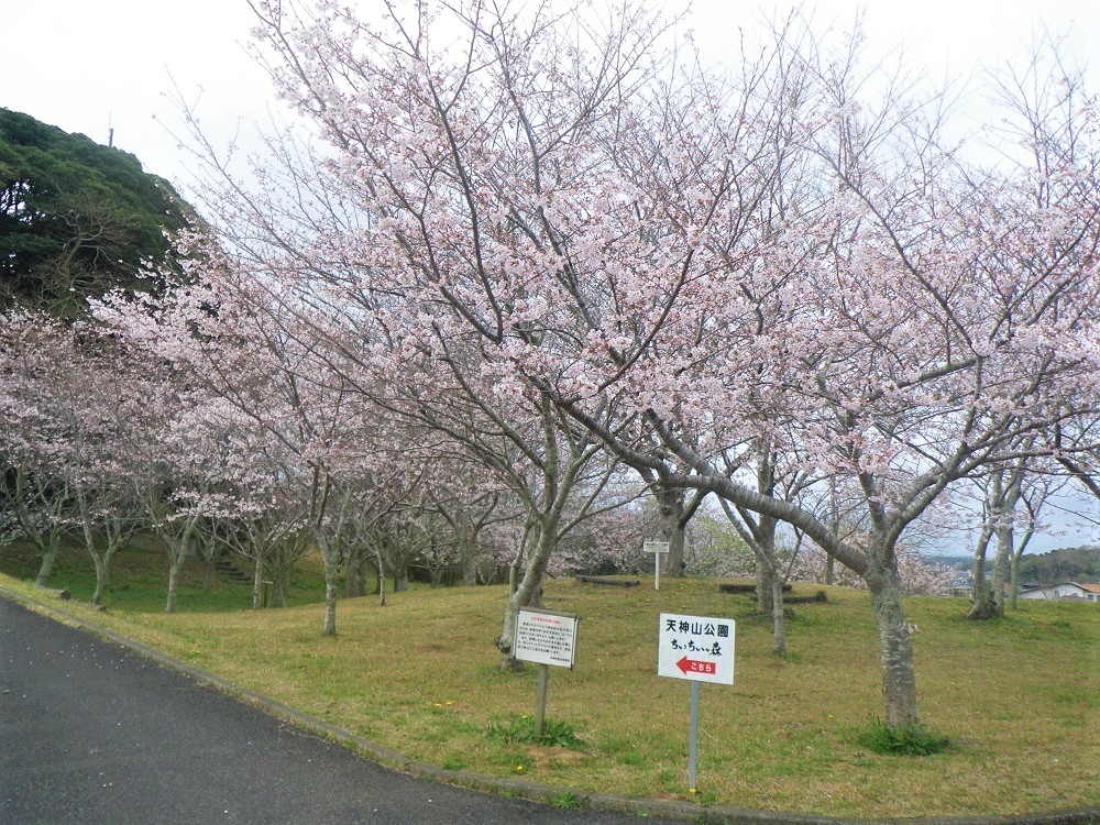 令和5年 天神山公園桜開花情報-3月23日 天神山公園桜1
