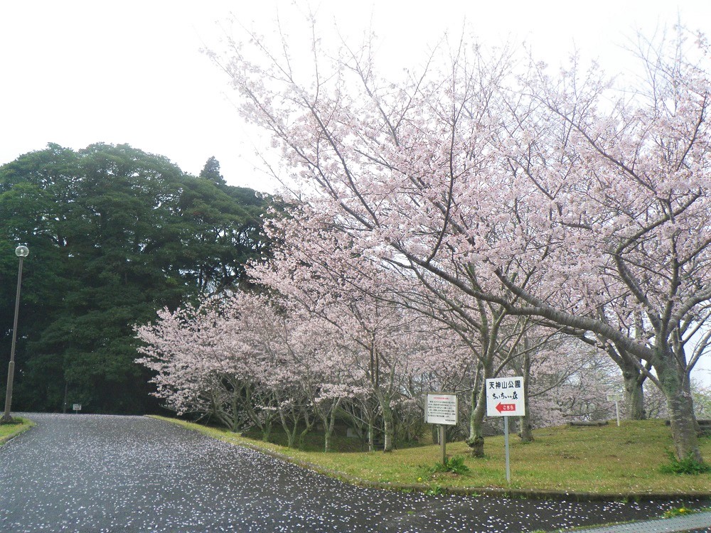 令和5年 天神山公園桜開花情報-3月24日 天神山公園桜1