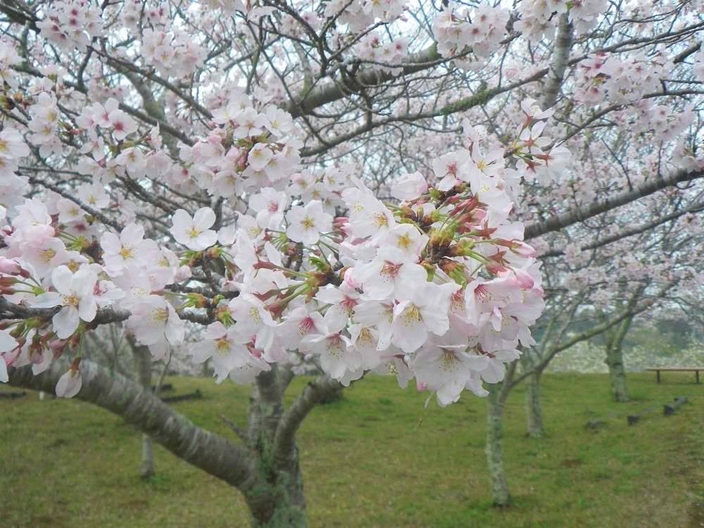 令和5年 天神山公園桜開花情報-3月24日 天神山公園桜2