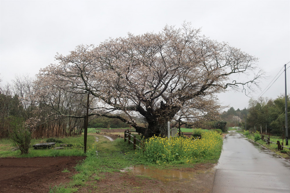 令和5年 黄門桜開花情報-黄門桜1