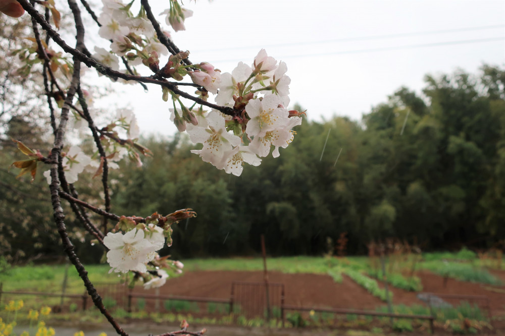 令和5年 黄門桜開花情報-黄門桜2