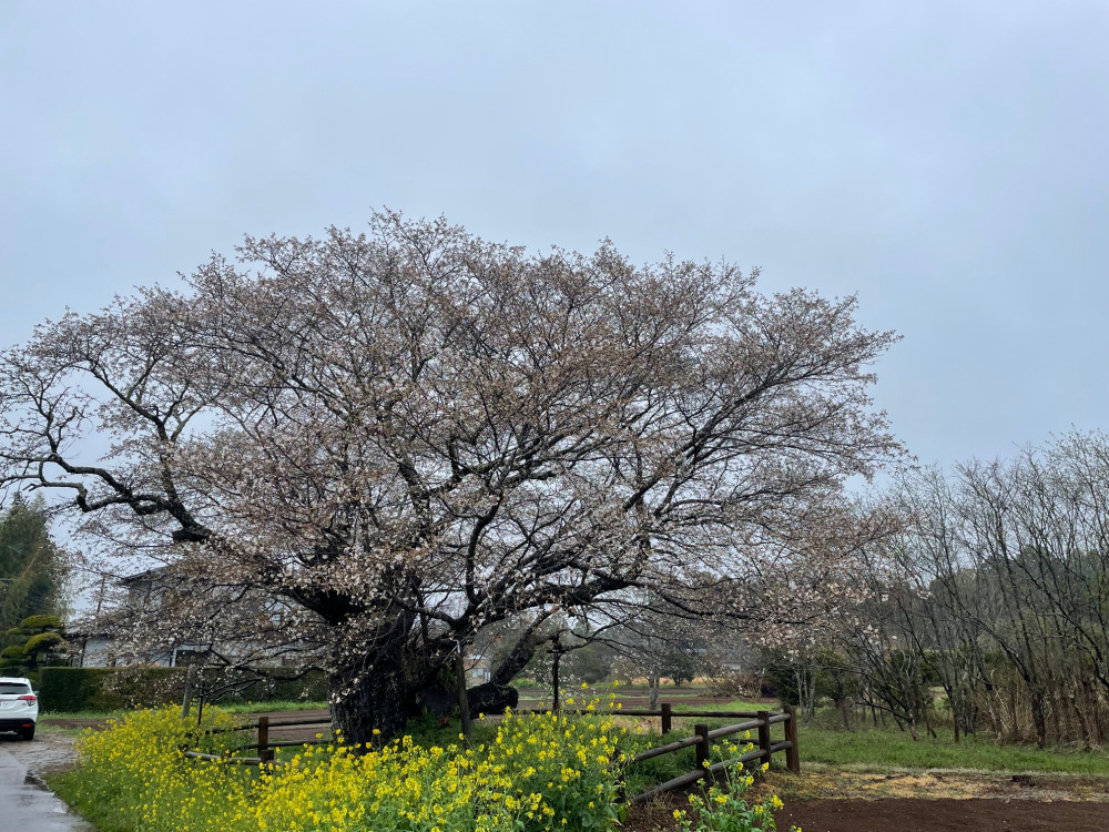 令和5年 黄門桜開花情報-3.26_1