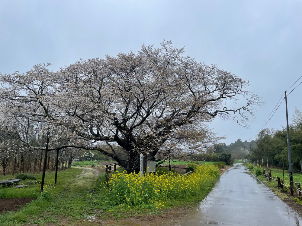 令和5年 黄門桜開花情報-3.26_2