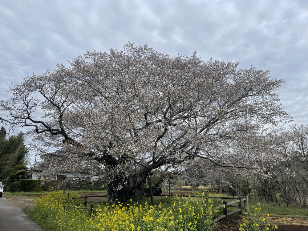 令和5年 黄門桜開花情報-3.27_2