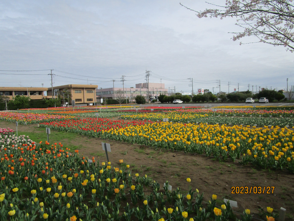 令和5年 のさか花の広場チューリップ開花情報-のさかチューリップ_3月27日（月曜日）