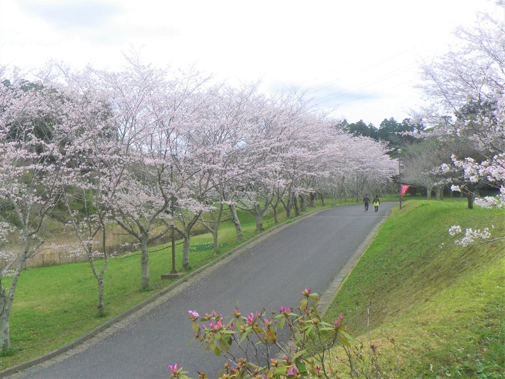 令和5年 天神山公園桜開花情報-3月27日 天神山公園桜2
