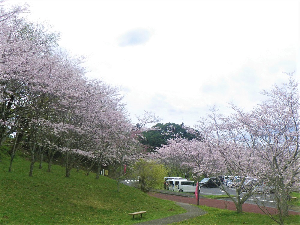 令和5年 天神山公園桜開花情報-3月27日 天神山公園桜1