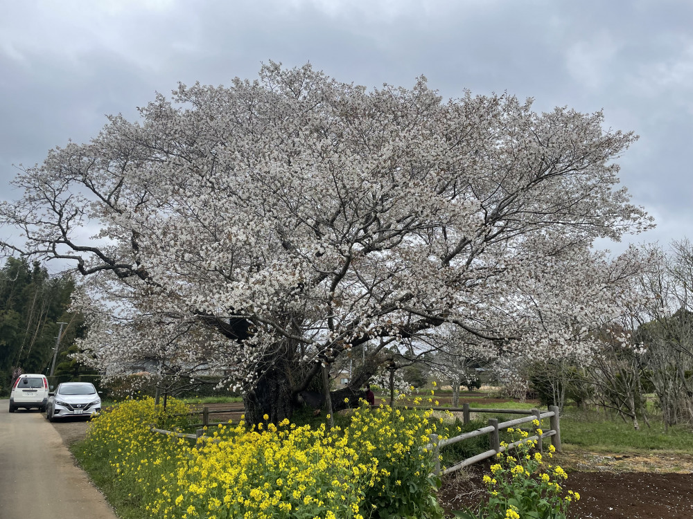 令和5年 黄門桜開花情報-3.28_2