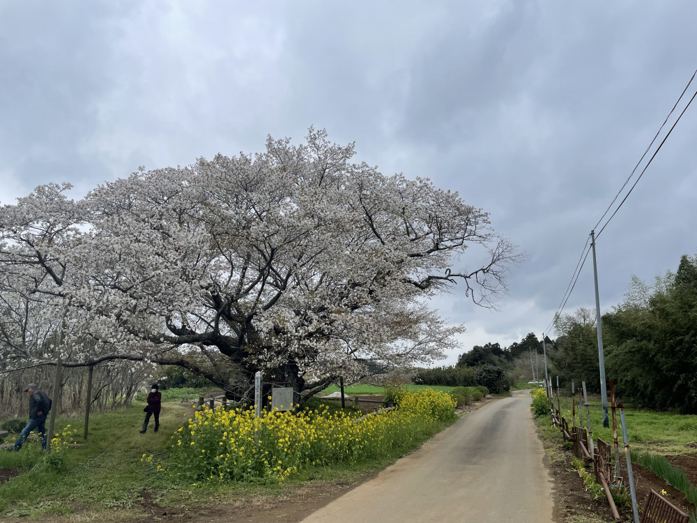 令和5年 黄門桜開花情報-3.28_1