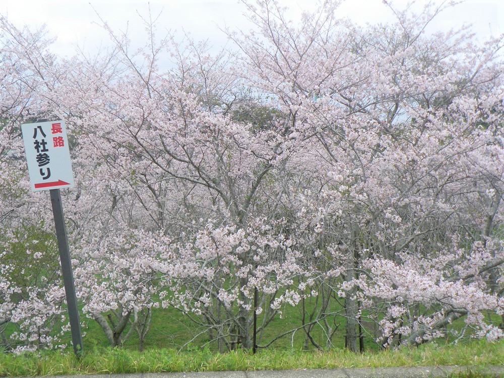 令和5年 天神山公園桜開花情報-3月28日 天神山公園桜2